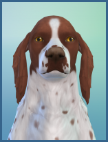 ansehen English Springer Spaniel Wally Erwachsen